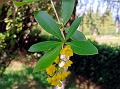 Net-Veined Barberry